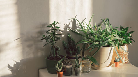 Time to Slow Down: Preparing Your Houseplants for Their Winter Rest