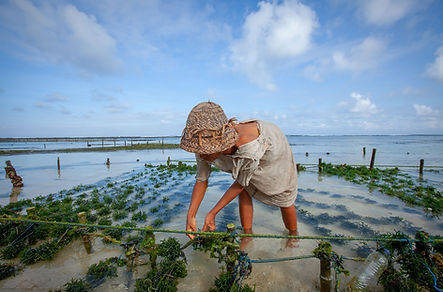 Seaweed Farmer
