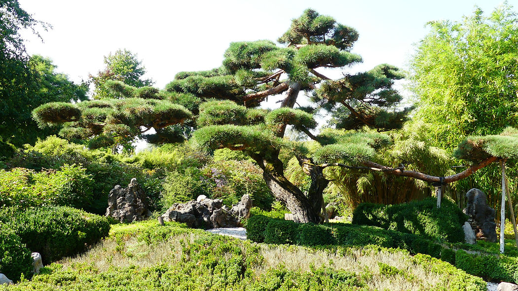 Beautiful Bonsai