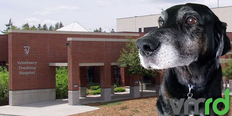 Miraculous Heart: Nigel & Washington State University VTH