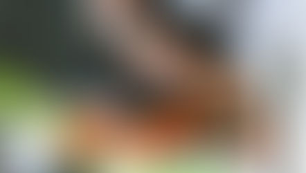 MENÜPLAN  8. - 14. Dezember