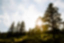 trees and sun shine