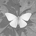 White Butterfly Artwork