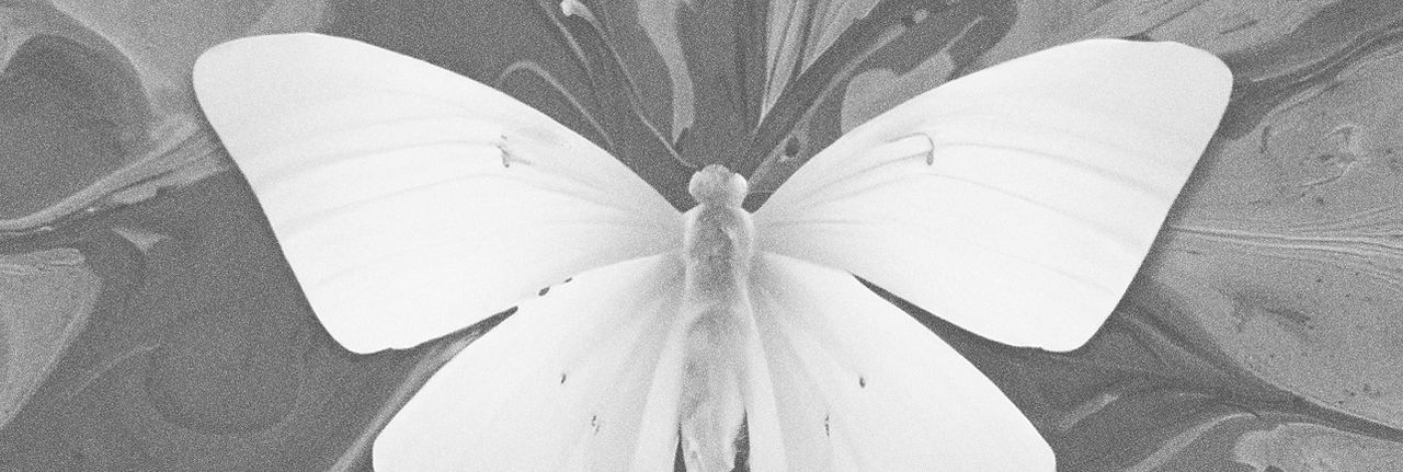 Butterfly on Ink