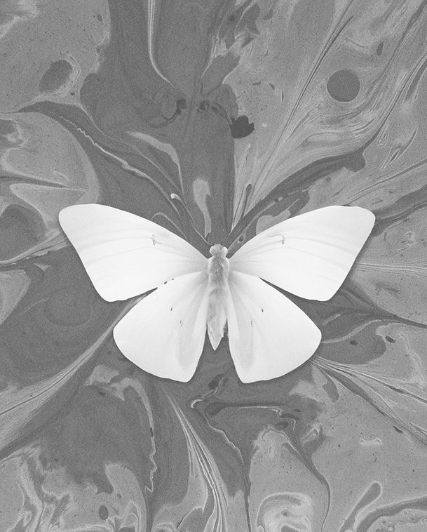 White Butterfly Artwork