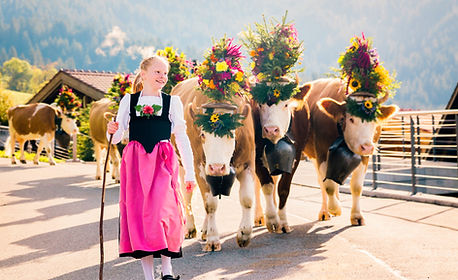 Cows moving meadows parade