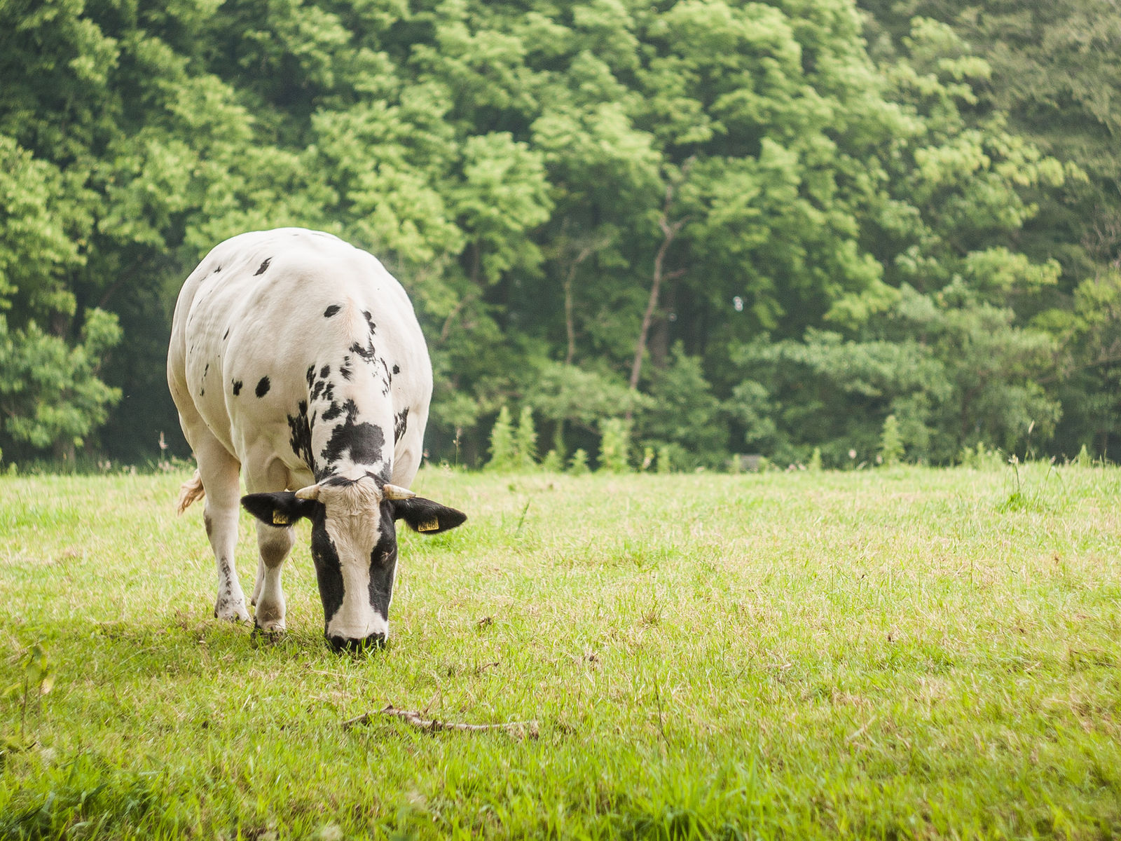 The Smith Family Ranch
