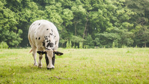 Panneaux solaires et vaches en Normandie : une ferme de 3 MWc