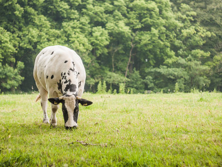 Catupiry usa fintech que já disponibilizou R$ 3 milhões a produtores de leite