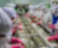 Vietnam's seafood production