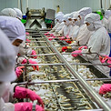 Vietnam's seafood production