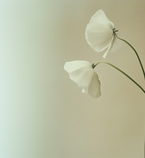 White Flowers on Beige