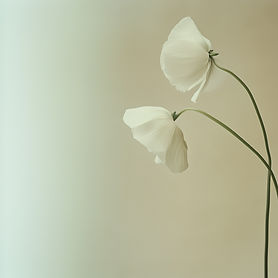 White Flowers on Beige