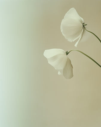 White Flowers on Beige