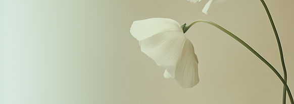 White Flowers on Beige
