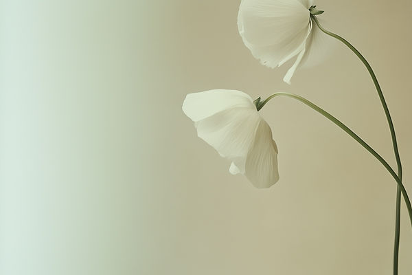 White Flowers on Beige