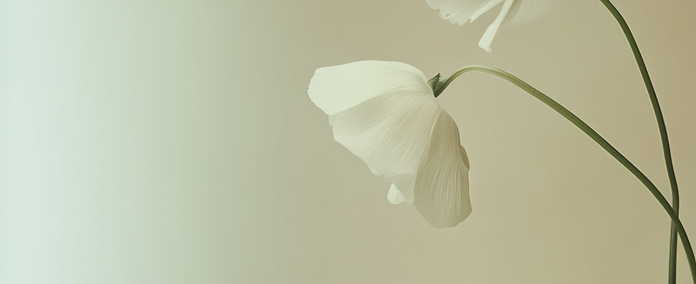 White Poppy Flowers