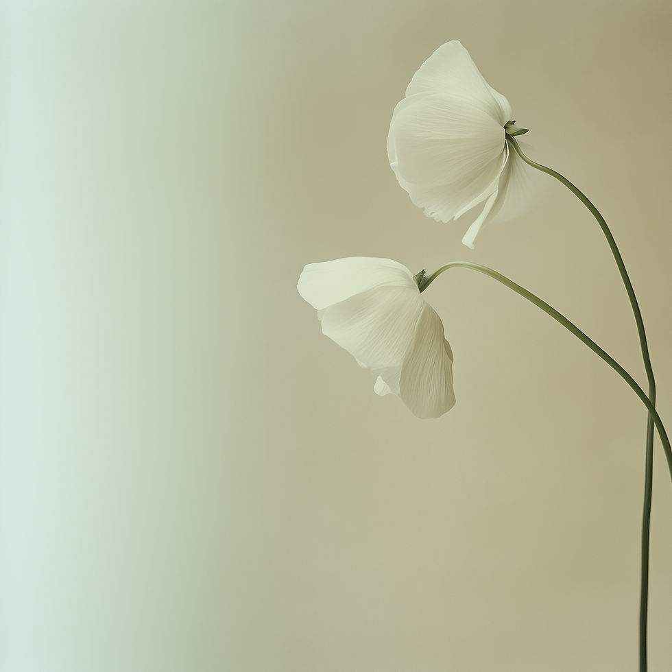 White Poppy Flowers