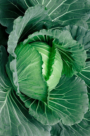 Close-Up Cabbage