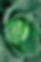 Cabbage