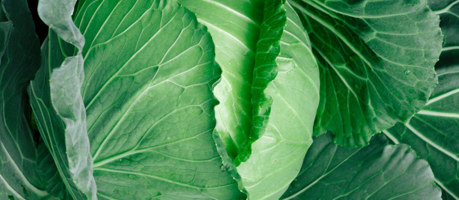 Kapusta (Polish Cabbage)