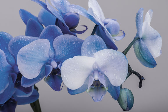 Blue Orchids Closeup