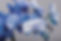 Blue Orchid