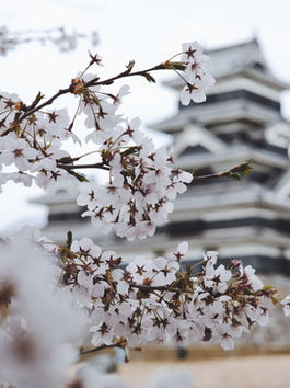 Qual a Melhor Época para Viajar para o Japão?