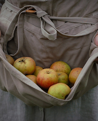 Woman Holding Apples