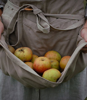 Fresh Apples