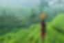 Paddy field