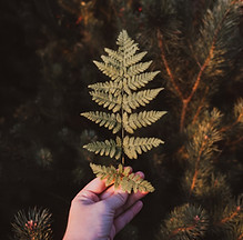 Natuurcoach Wandelcoach Geneeskrachtige kruiden
