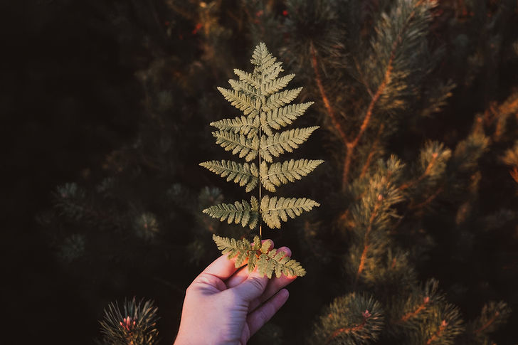 Hand Holding Fern