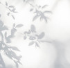 Leaves Shadow