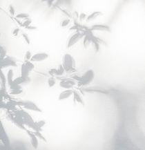 Leaf Shadows Wall