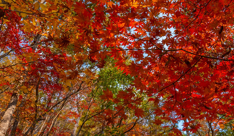 Red Maple Leaves
