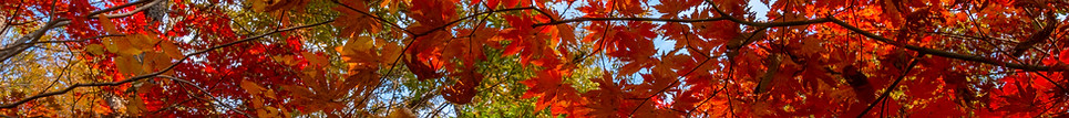 Red Maple Leaves