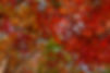 Red Maple Leaves