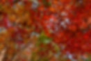 Red Maple Leaves