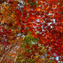 Red Maple Leaves