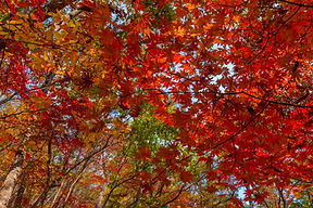 Red Maple Leaves