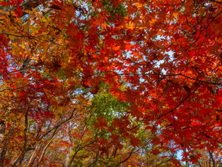 Les charmes de l’automne.
