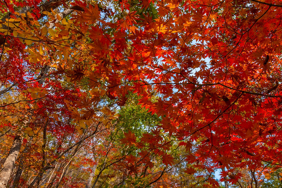 紅楓葉
