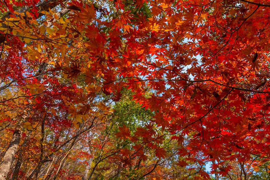 Red Maple Leaves