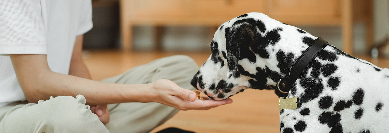 Cane dalmata