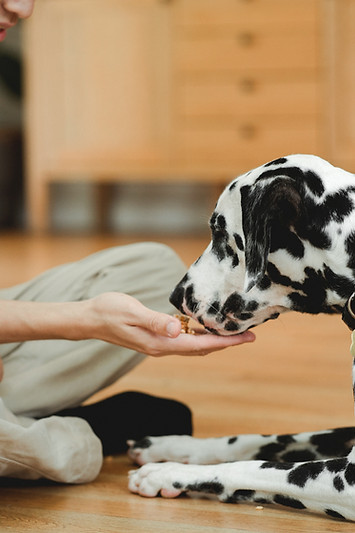 Positive Reinforcement Dog Training | High-value Dog Treat Rewards | Reward-based Dog Training | Dogbedience