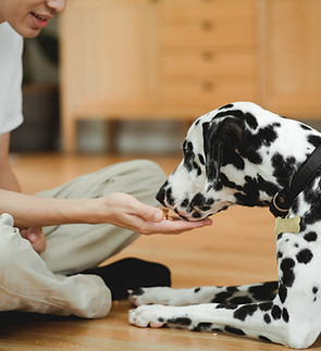 Dalmatian Dog