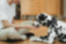 Dalmatiner-Hund