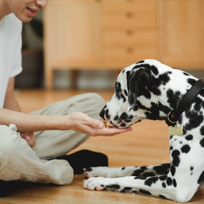 dog eating
