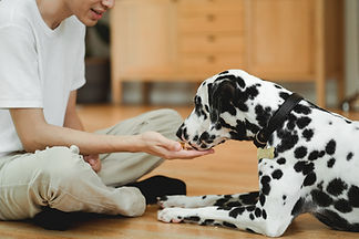 Person Feeding Dalmatian